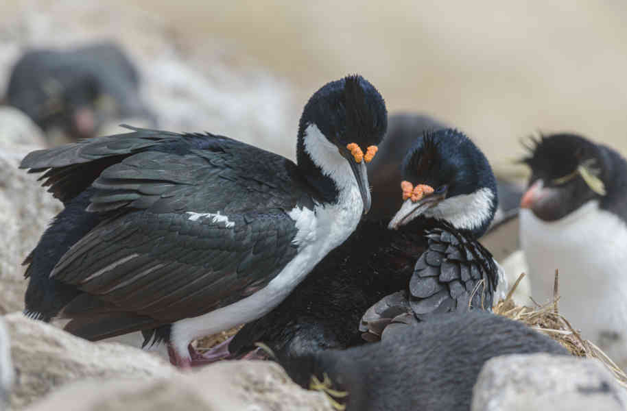 Cormoran Real - islas Falkand o Malvinas 08.jpg